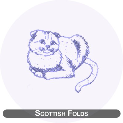 Scottish folds cats