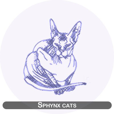 Sphynx cats